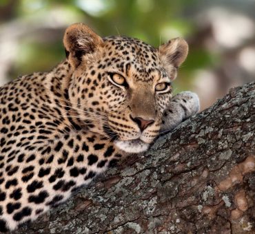 close-up-of-a-leopard-lying-in-branch-of-tree-PV44W69