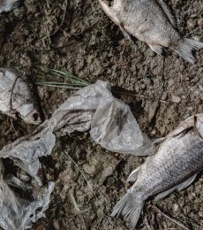 dead-fish-on-the-pond-PF4YAN7