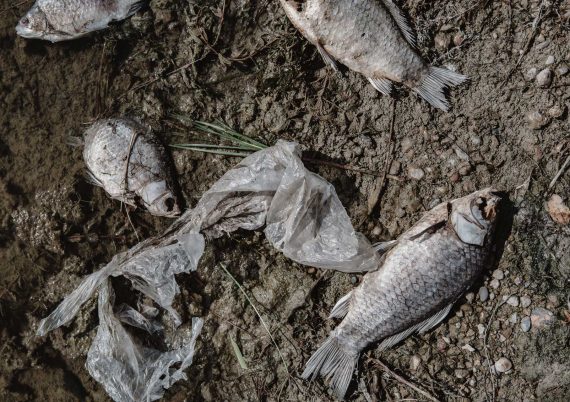 dead-fish-on-the-pond-PF4YAN7