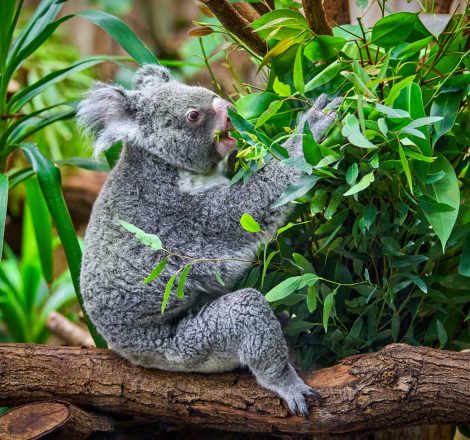 koala-bear-in-the-zoo-PX5YGQL