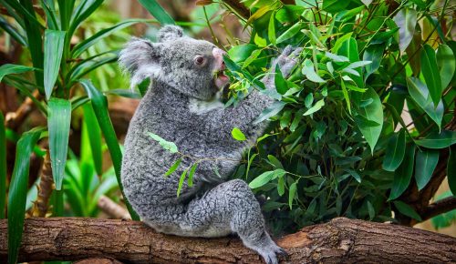 koala-bear-in-the-zoo-PX5YGQL
