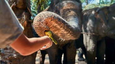 little-boy-feeding-bananas-to-an-asian-elephant-EF44VGG